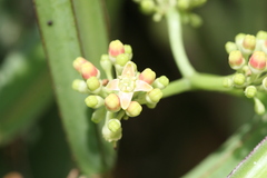 Cissus quadrangularis